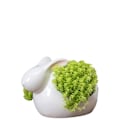 Miniatyrbild 1 av 5: Sukkulenter liten kanin vit porslinsplanter STYLE 3