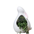 Miniatyrbild 1 av 5: Sukkulenter liten kanin vit porslinsplanter STYLE 5
