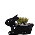 Miniatyrbild 1 av 5: Sukkulenter liten kanin vit porslinsplanter STYLE 1