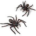 Miniatyrbilde 1 av 5: 2-pakke realistiske edderkopper, leketøyspindel-dyrfigurer, (smal svart edderkopp)
