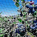 Miniatyrbillede 3 af 4: 15m x 15m Fuglebeskyttelsesnet Fuglenet Plante Net Dam Net Have Net Til Have, 5 x 5 cm Store Huller