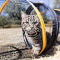 Miniatyrbild 5 av 5: Kattält inomhus och utomhus kattskydd kattlekhage x large p