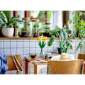 Miniatyrbild 4 av 7: Byggsats Lego Botanical Collection 40747 Daffodils Multicolour