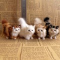 Miniatyrbillede 2 af 7: e Simulation Cat Plys Legetøj Blødt udstoppet killing Model Kat Real A4
