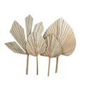 Miniatyrbild 3 av 5: Palm Fan Leaf Torkad Blomma Palm Leaf Festdekoration Bröllop S C