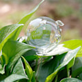 Miniatyrbillede 7 af 8: 11 typer glasblomster vandføder Automatisk selvvanding De 2