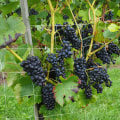 Miniatyrbilde 8 av 8: Hageplante klatrenett gjerde espalier netting støtte 10m