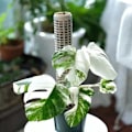 Miniatyrbilde 5 av 5: Moss Pole Climbing Coir Moss Totem Pole Stick for Monstera Pot White