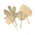 Miniatyrbild 4 av 5: Palm Fan Leaf Torkad Blomma Palm Leaf Festdekoration Bröllop S C