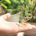 Miniatyrbillede 3 af 5: Geometrisk luftplanteholder Luftplanter Stativ Metalplanter Stativ Hylde