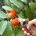 Miniatyrbillede 3 af 5: Lige beskæresakse, blomstersaks, multifunktionel havesaks til arrangement af blomster, beskæring af planter og høst af urter, frugter eller grøntsager