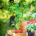 Miniatyrbild 5 av 5: 4-pack inomhusväxtstöd för krukväxter klättring, utomhus metall trädgårdsstöd krukväxter blommor vin murgröna, svart