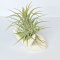 Pikkukuva 2 / 3: 3 kpl Ilmakasviteline Mini Kädenmuotoinen Jalusta Tillandsia Söpö Säiliö Ruukku