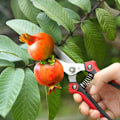 Miniatyrbilde 4 av 5: Rette Beskjæringssakser, Blomstersaks, Flerbruks Hagesaks for Å Arrangere Blomster, Beskjære Planter og Høste Urter, Frukt eller Grønnsaker