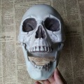 Miniatyrbillede 3 af 5: 2 stk Halloween kunstigt kraniehoved Model Kranieknogle Horror White 2 9*10*13.5cm