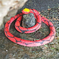 Pikkukuva 1 / 5: Simuloitu kumikobra, punainen python, 1 kpl, eläinlelu Halloweeniin tai huhtikuun 1. päivän kepposeen ja ansaan