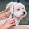 Miniatyrbillede 4 af 5: 4 stk. professionelle 6-i-1 sikkerhedssakse i rustfrit stål, egnet til hunde, katte og andre dyr