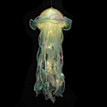 Miniatyrbillede 1 af 5: Jellyfish Lampe, Bærbar Blomsterlampe, Jellyfish Lanterne, Flimmer Rum Atmosfære Dekoration Lampe, Soveværelse Nattelys Green