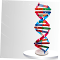 Miniatyrbillede 5 af 5: DNA Dobbelt Helix Model af Molekylær Struktur, DNA Samlingsmodel, Klasseundervisning, Dobbelt Helix Model, Menneskekropsmodel