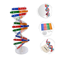 Miniatyrbillede 4 af 5: DNA Dobbelt Helix Model af Molekylær Struktur, DNA Samlingsmodel, Klasseundervisning, Dobbelt Helix Model, Menneskekropsmodel
