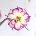 Miniatyrbilde 5 av 5: Store tørkede presset blomster for harpiks, store ekte naturpressing blomsterblader for DIY-håndverk, stearinlys-scrapbooking-rekvisita