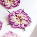 Miniatyrbillede 3 af 5: Store lilla tørrede pressede blomster til harpiks, store ægte naturpressede blomsterblade til DIY-håndværk, lys- og scrapbogsmaterialer