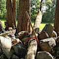 Miniatyrbillede 4 af 5: Timber Claw Hook, Carbon Steel Logging Cant Hook Log Roller Tool Nyttig Log Hauler til Timberjack (Håndtaget er ikke inkluderet)