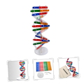 Miniatyrbillede 3 af 5: DNA Dobbelt Helix Model af Molekylær Struktur, DNA Samlingsmodel, Klasseundervisning, Dobbelt Helix Model, Menneskekropsmodel