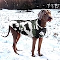 Miniatyrbild 4 av 5: Vinter Hundkläder Fransk Bulldog Varm Jacka Vattentät Hund Kläder Outfit Väst för Små Mellanstora Stora Hundar Red S