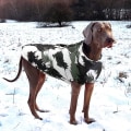 Miniatyrbild 4 av 5: Vinter Hundkläder Fransk Bulldog Varm Jacka Vattentät Hund Kläder Outfit Väst för Små Mellanstora Stora Hundar Pink M