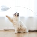 Miniatyrbild 5 av 7: Katt Leksak Elastisk Tråd Interaktiv Fjäder Retande Pol Katt Leksak för Uttråkade Inomhus Katter Jaga och Träna Blå