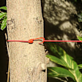 Miniatyrbild 4 av 4: Bärbar elastisk resklädstreck 12 klädnypor-Grön