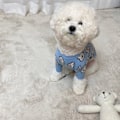 Miniatyrbillede 4 af 7: Hunde Tøj Sød Mønster Moderat Tykkelse Blød Komfortabel Lille Hund Sweater Til Forår Efterår Blå Kanin L (Anbefalet Vægt: 4-5,5 kg)