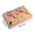 Miniatyrbillede 5 af 11: Anatomisk Hudmodel 3D Hud Læremidler Model, Menneskehud Anatomimodel Menneskehudstruktur Anatomisk model