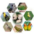 Pikkukuva 3 / 11: Bambukudotut Hummingbird Nest -lintukoti varpuspeippojen yöpymiseen
