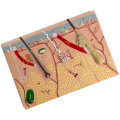 Miniatyrbillede 4 af 11: Anatomisk Hudmodel 3D Hud Læremidler Model, Menneskehud Anatomimodel Menneskehudstruktur Anatomisk model
