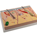 Miniatyrbillede 7 af 11: Anatomisk Hudmodel 3D Hud Læremidler Model, Menneskehud Anatomimodel Menneskehudstruktur Anatomisk model