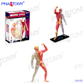 Miniatyrbillede 5 af 11: 4D MASTER MENNESKELIGE ANATOMISKE MODELLER DIY LEGETØJ KROPSANATOMI UDDANNELSESVÆRKTØJ HJERNE HJERTE SKELET ØRE TORSO HÅND NÆSE KNÆLED ØJE Knee 23Parts