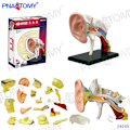 Pikkukuva 8 / 11: 4D MASTER IHMISEN ANATOMISET MALLIT DIY-LELUT KEHON ANATOMIAN OPETUSTYÖKALU AIVOT SYDÄN LUUROKO KORVA VARTALO KÄSI NENÄ POLVINIVEL SILMÄ Brain 32Parts
