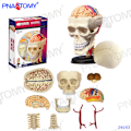 Pikkukuva 7 / 11: 4D MASTER IHMISEN ANATOMISET MALLIT DIY-LELUT KEHON ANATOMIAN OPETUSTYÖKALU AIVOT SYDÄN LUUROKO KORVA VARTALO KÄSI NENÄ POLVINIVEL SILMÄ Nose 7Parts