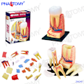 Pikkukuva 11 / 11: 4D MASTER IHMISEN ANATOMISET MALLIT DIY-LELUT KEHON ANATOMIAN OPETUSTYÖKALU AIVOT SYDÄN LUUROKO KORVA VARTALO KÄSI NENÄ POLVINIVEL SILMÄ Skeleton 46Parts