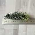 Miniatyrbild 10 av 11: 10 st Tallkvistar Konstgjorda Falska Växter Konstgjord Blomgren Juldekoration DIY Tillbehör Bukett Presentförpackning green 6cm