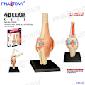 Pikkukuva 1 / 11: 4D MASTER IHMISEN ANATOMISET MALLIT DIY-LELUT KEHON ANATOMIAN OPETUSTYÖKALU AIVOT SYDÄN LUUROKO KORVA VARTALO KÄSI NENÄ POLVINIVEL SILMÄ Knee 23Parts