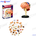 Pikkukuva 1 / 11: 4D MASTER IHMISEN ANATOMISET MALLIT DIY-LELUT KEHON ANATOMIAN OPETUSTYÖKALU AIVOT SYDÄN LUUROKO KORVA VARTALO KÄSI NENÄ POLVINIVEL SILMÄ Brain 32Parts