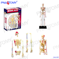 Pikkukuva 1 / 11: 4D MASTER IHMISEN ANATOMISET MALLIT DIY-LELUT KEHON ANATOMIAN OPETUSTYÖKALU AIVOT SYDÄN LUUROKO KORVA VARTALO KÄSI NENÄ POLVINIVEL SILMÄ Skeleton 46Parts