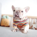 Miniatyrbilde 3 av 3: Kjæledyrklær Hund Høst Vinter Klær Strikket Stripe Blue stripes M