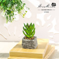 Pikkukuva 5 / 11: Pieni kiviruukku keinotekoinen mehikasvi ruukkukasvi (ruukku sisältyy) muoti kodin sisustus simulaatio kasvi keinotekoiset kukat Spiny aloe flocking Green