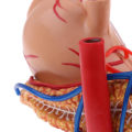 Miniatyrbillede 2 af 5: 4D mavemodel 2:3 Human Mave Bugspytkirtel med Indre Organer Model Anatomi Studie