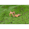 Miniatyrbillede 5 af 5: 2 STK Kunstige Mini Sika Hjorte Giraf Eventyrhave Miniaturer Nisser Mos Terrarier Resin Håndværk Figurer Boligdekoration Default Title