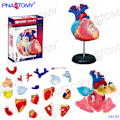 Pikkukuva 1 / 11: 4D MASTER IHMISEN ANATOMISET MALLIT DIY-LELUT KEHON ANATOMIAN OPETUSTYÖKALU AIVOT SYDÄN LUUROKO KORVA VARTALO KÄSI NENÄ POLVINIVEL SILMÄ Heart 31Parts
